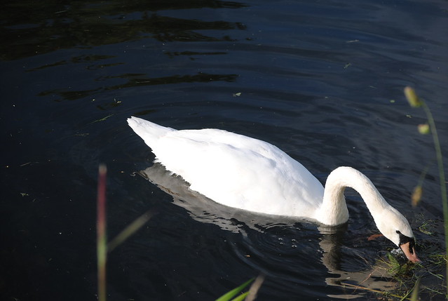 Picture of An Muileann gCearr, Leinster, Ireland